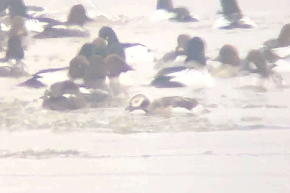 Long-tailed Duck - ML138509811