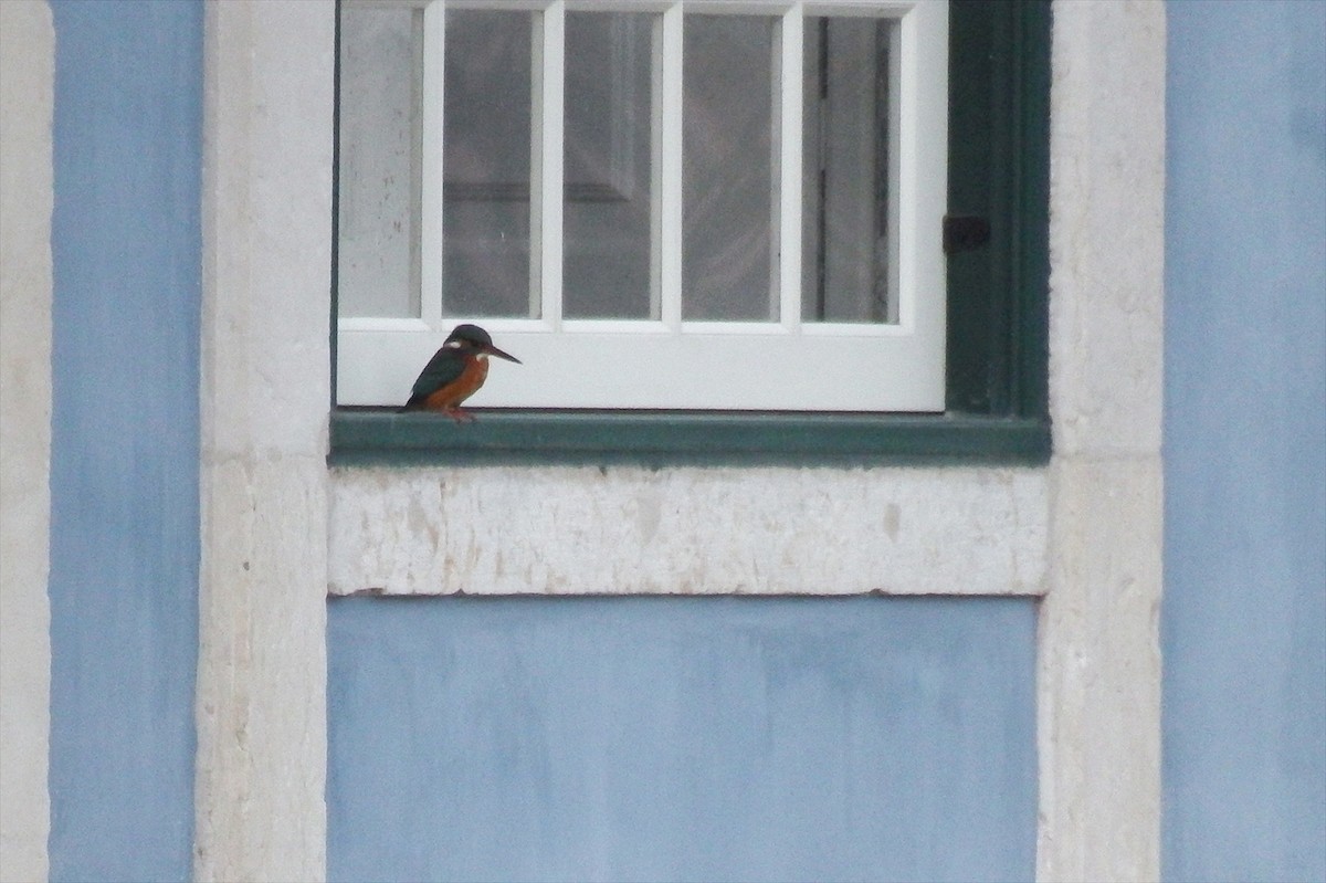 Common Kingfisher - ML138512111