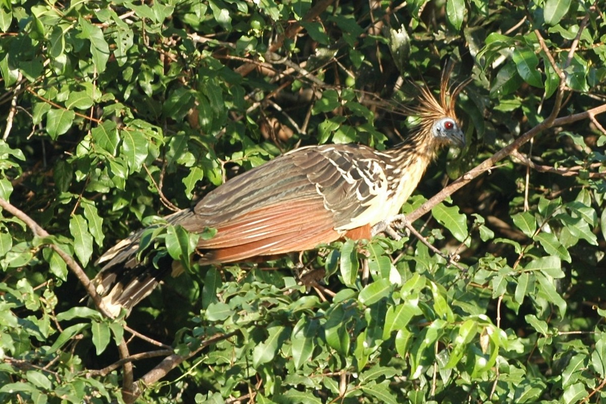 Hoatzin - ML138513041