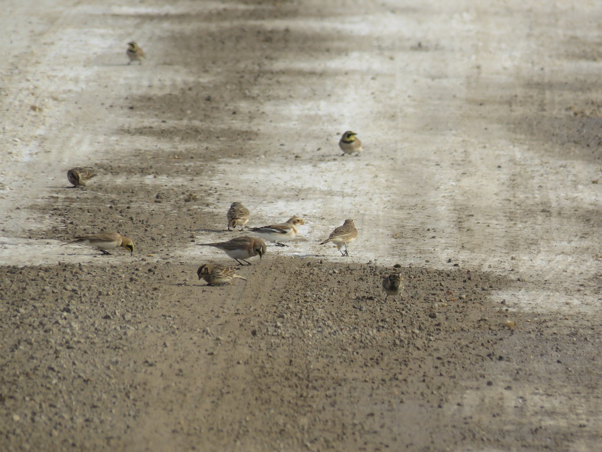 Horned Lark - ML138513621