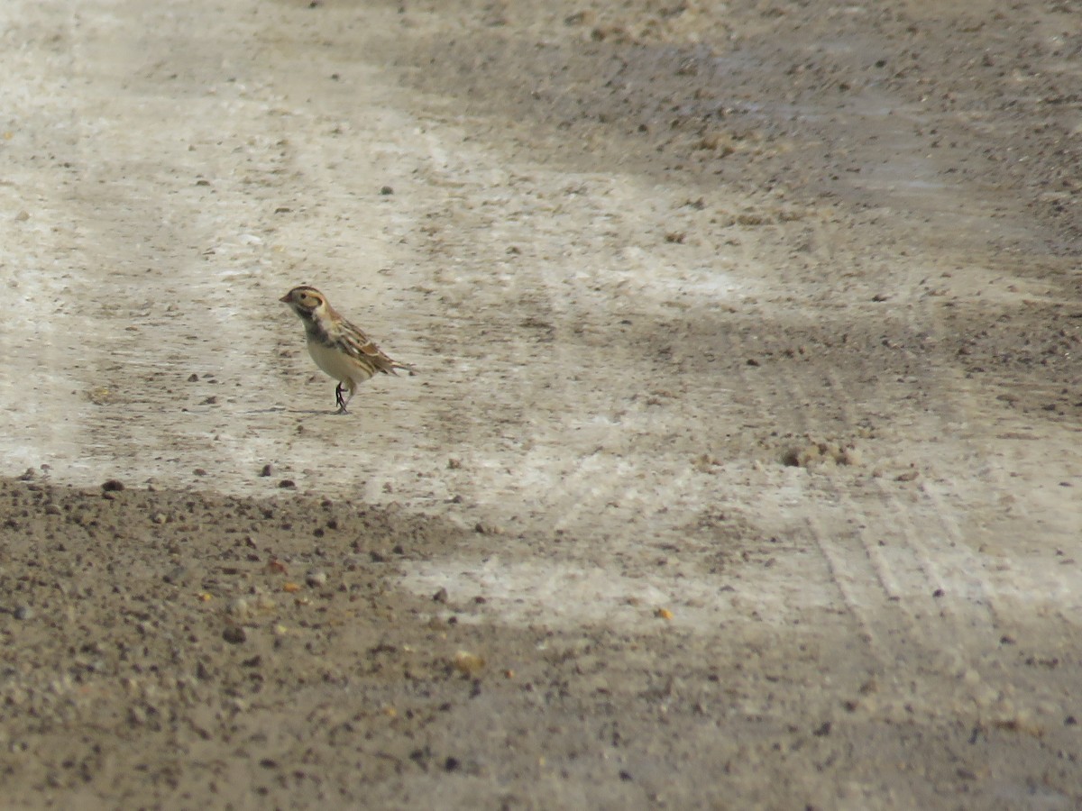 Lapland Longspur - ML138513631