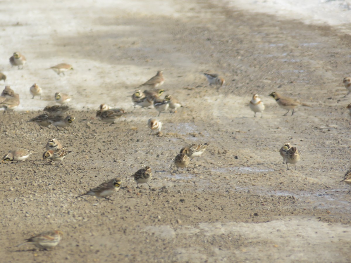 Lapland Longspur - ML138513811