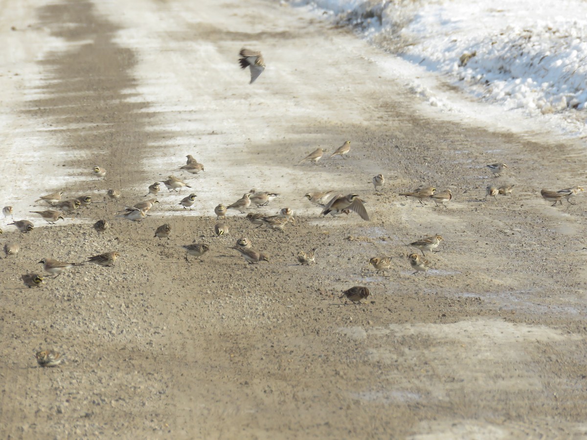 Horned Lark - ML138513941