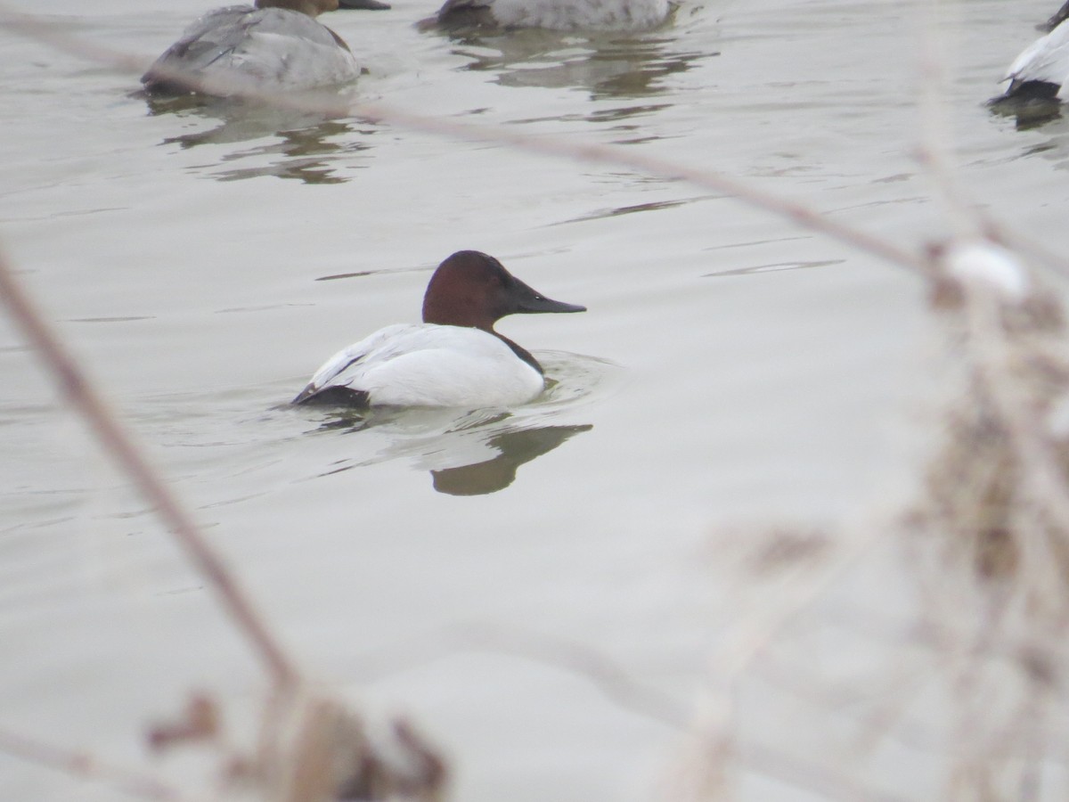 Canvasback - ML138514091