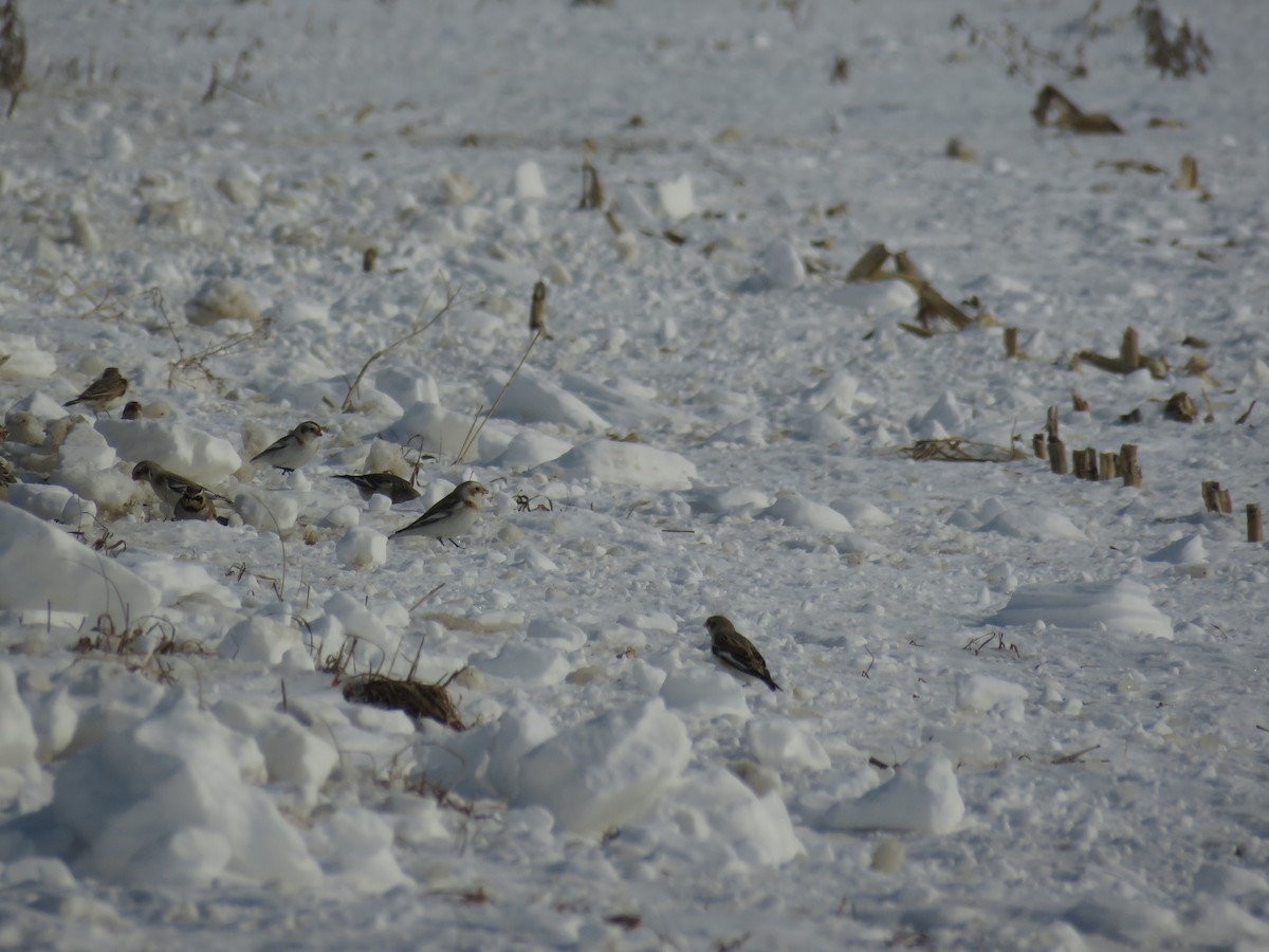 Snow Bunting - ML138514371