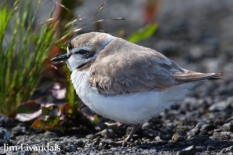 Snowy Plover - James Livaudais