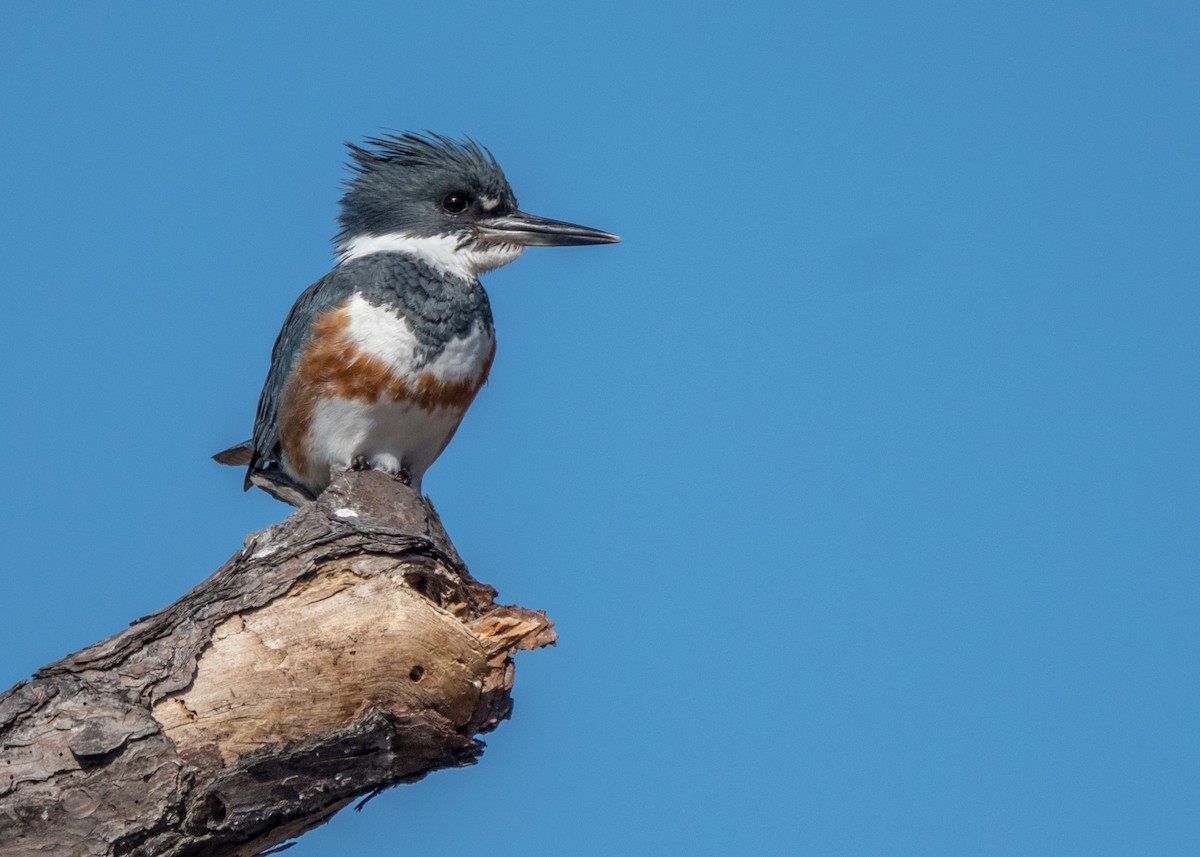 Belted Kingfisher - Charlie Bruggemann