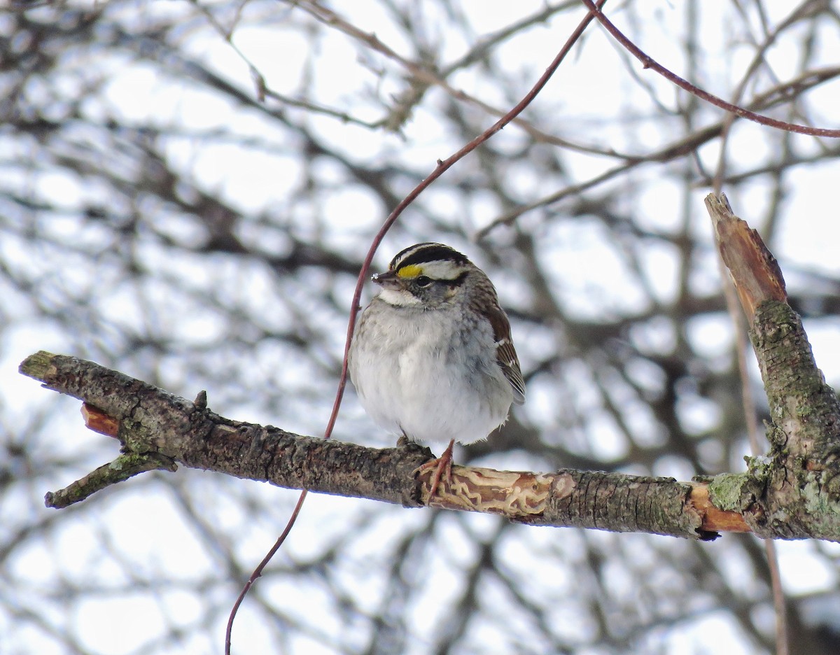 White-throated Sparrow - Jeff Ludlow