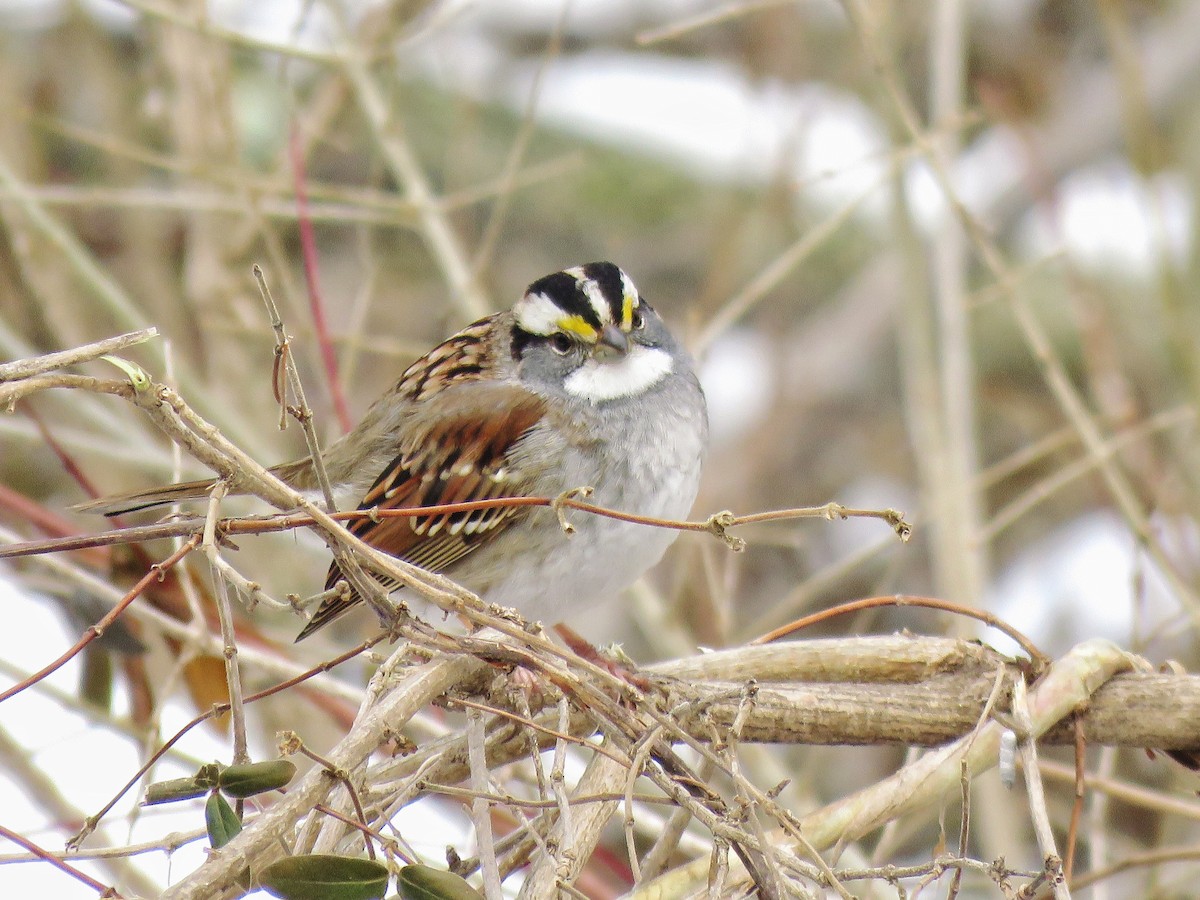 White-throated Sparrow - Jeff Ludlow