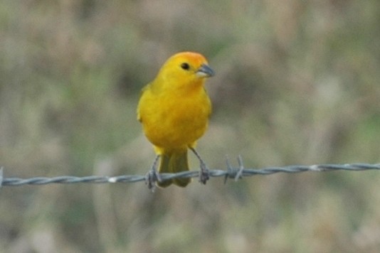 Saffron Finch - ML138517841