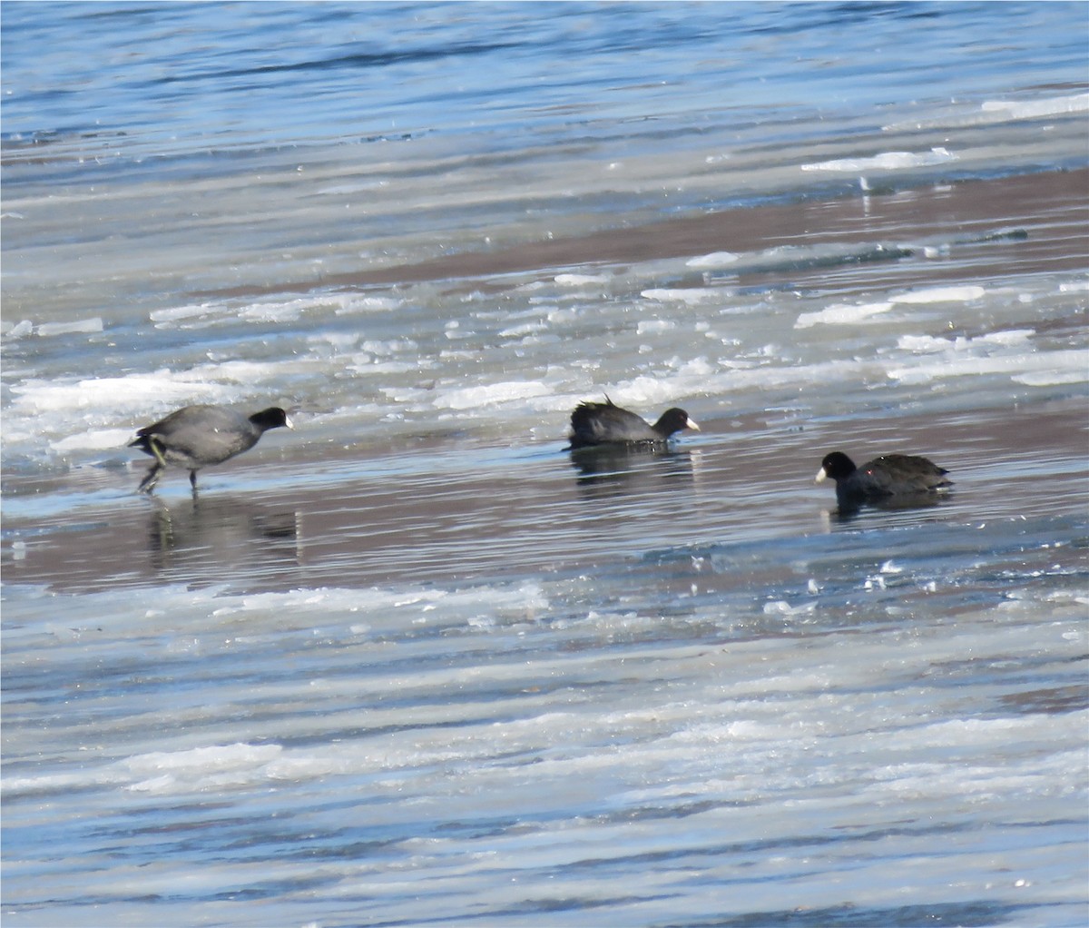 American Coot (Red-shielded) - ML138518851