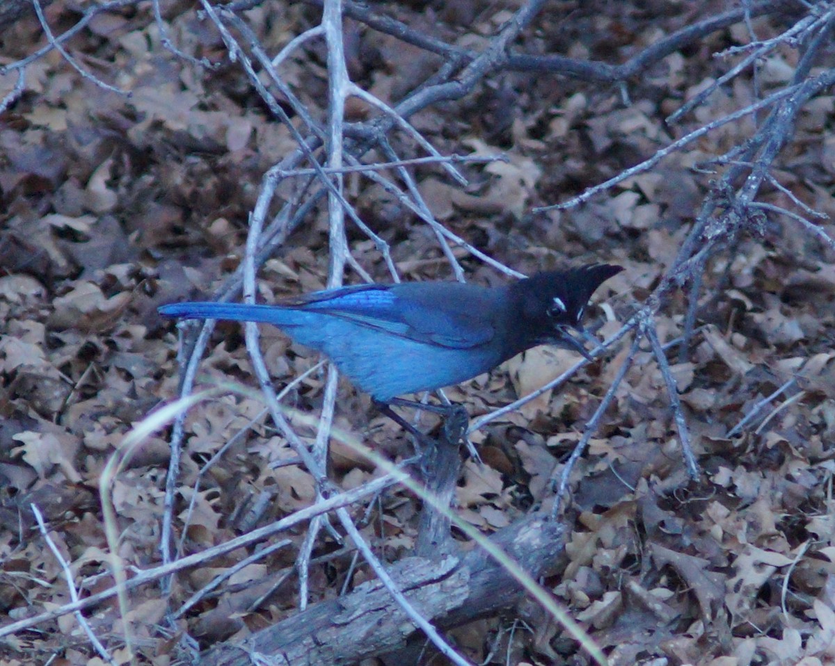 Steller's Jay - ML138520051
