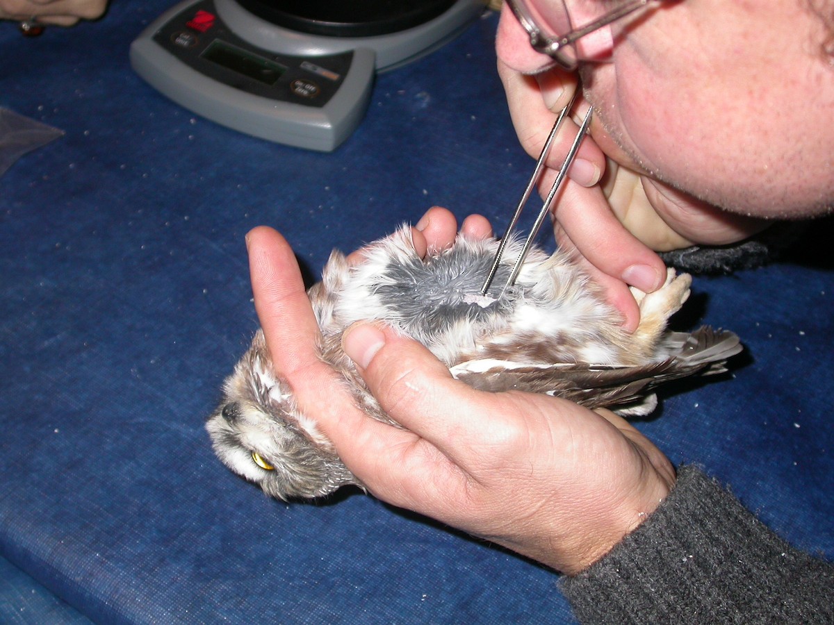 Northern Saw-whet Owl - ML138520451