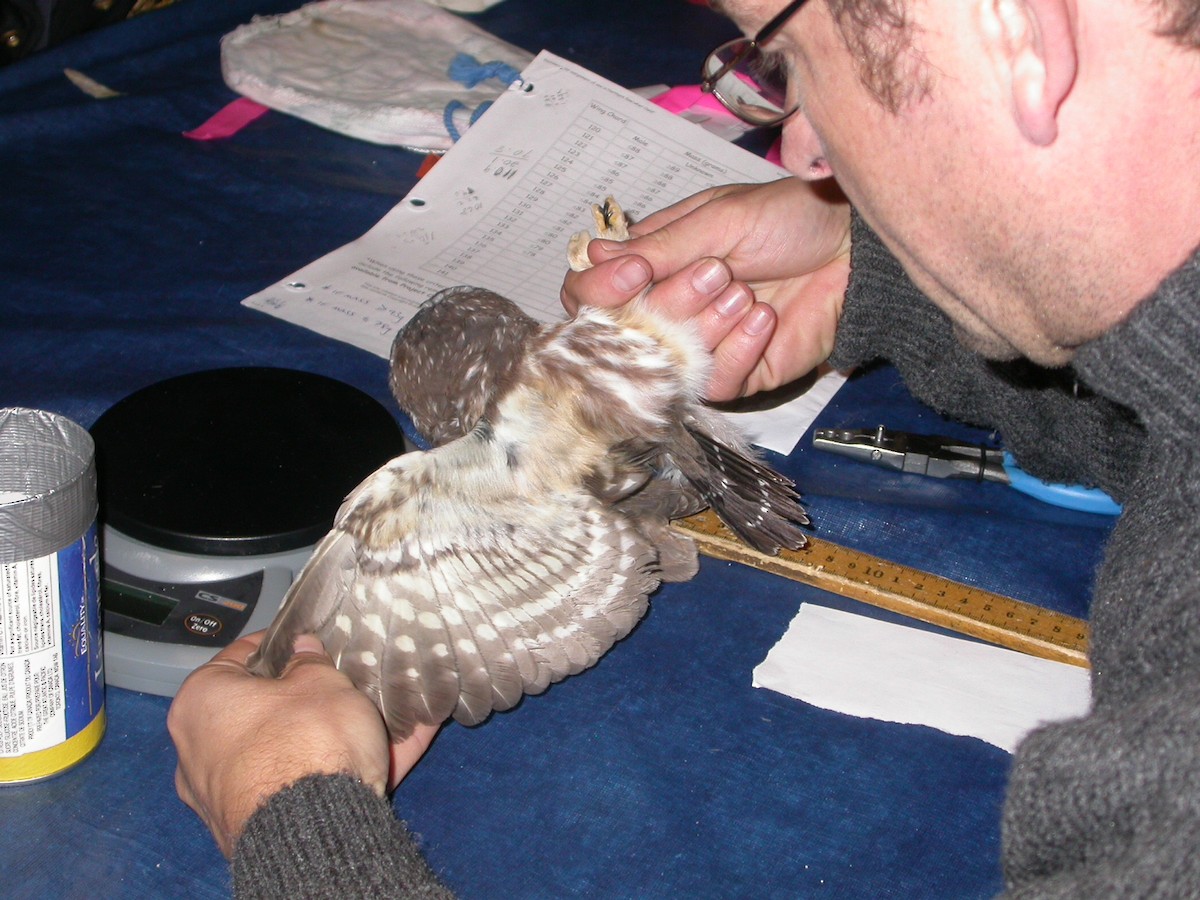 Northern Saw-whet Owl - ML138520471