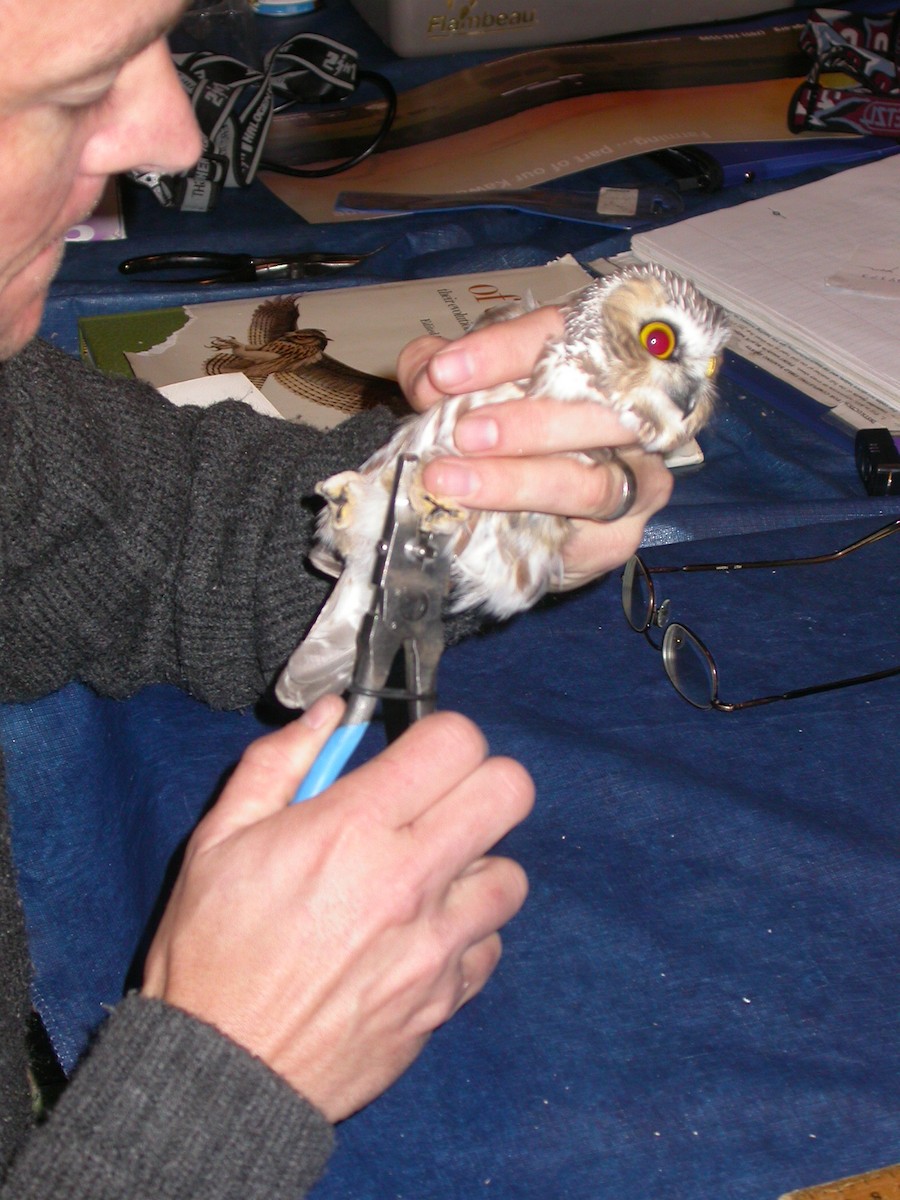 Northern Saw-whet Owl - ML138520501