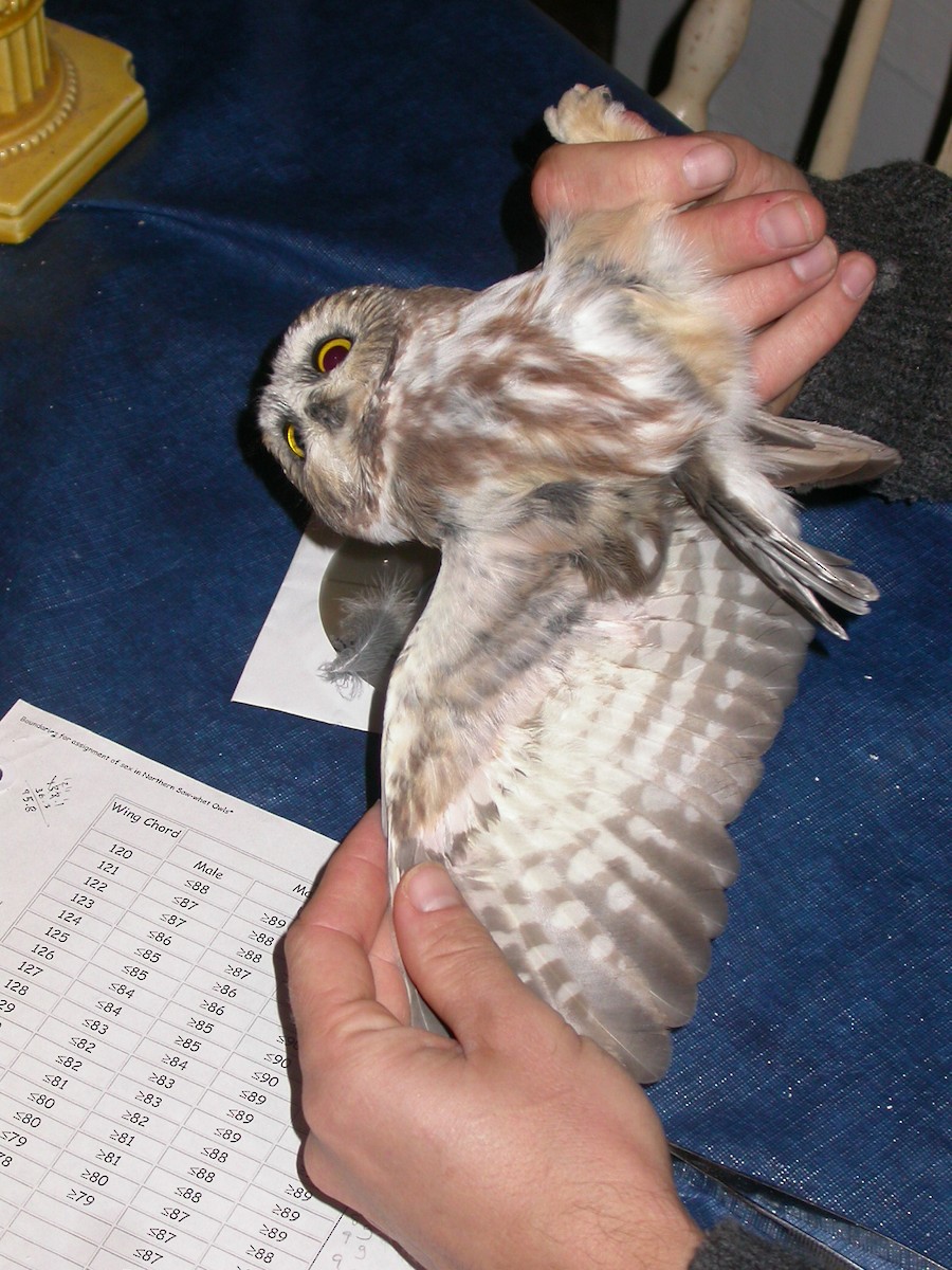 Northern Saw-whet Owl - ML138520551