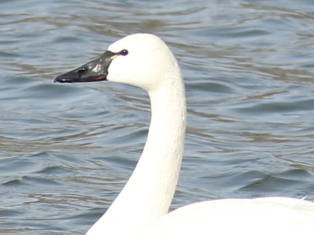 Tundra Swan - ML138520791