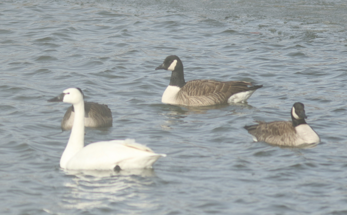 Tundra Swan - ML138520801