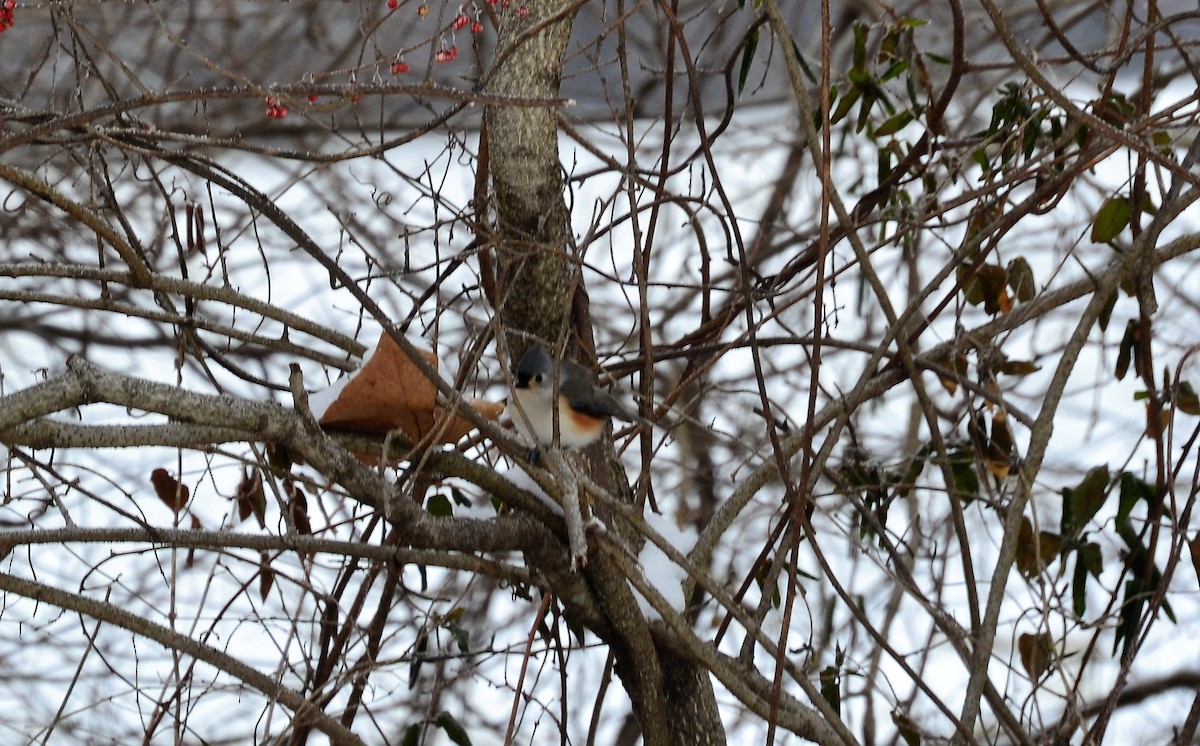 Tufted Titmouse - ML138520981