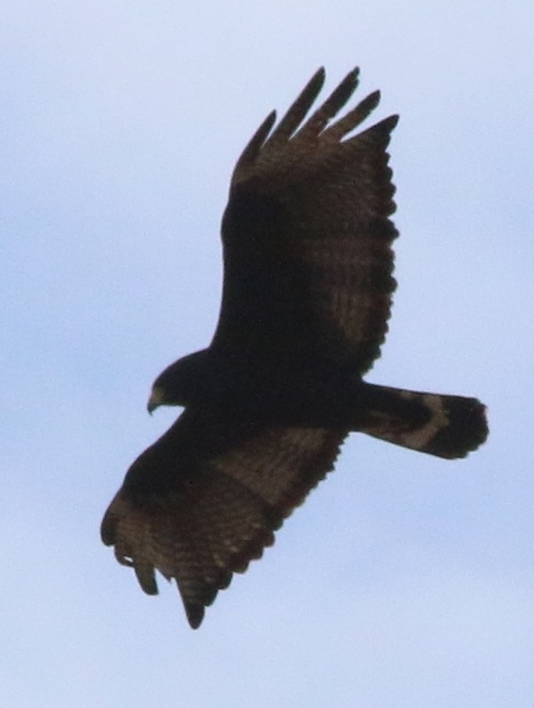 Zone-tailed Hawk - Doug and Diane Iverson