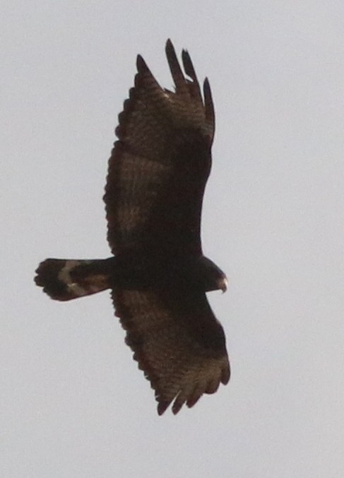 Zone-tailed Hawk - Doug and Diane Iverson