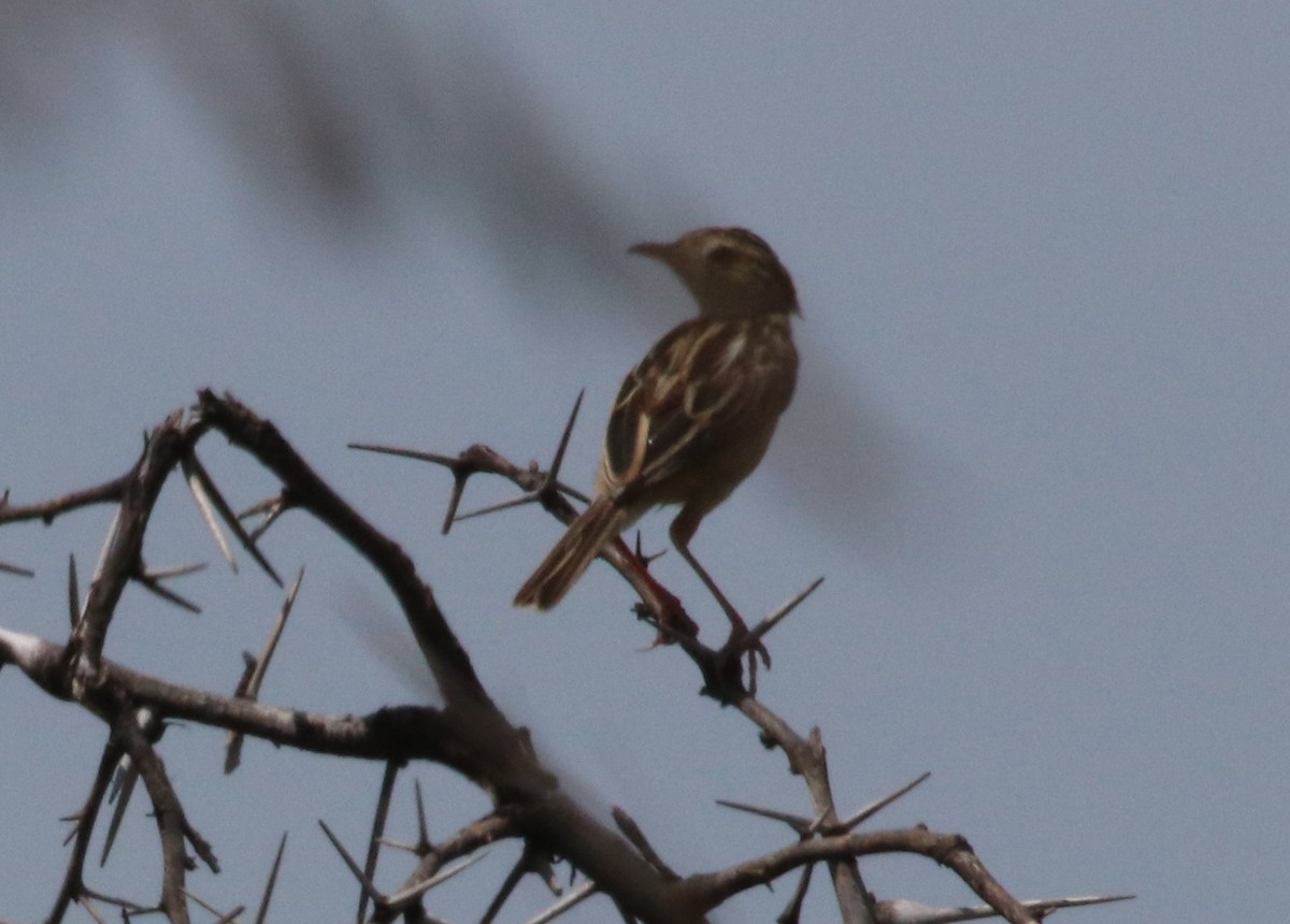 Black-backed Cisticola - ML138522071