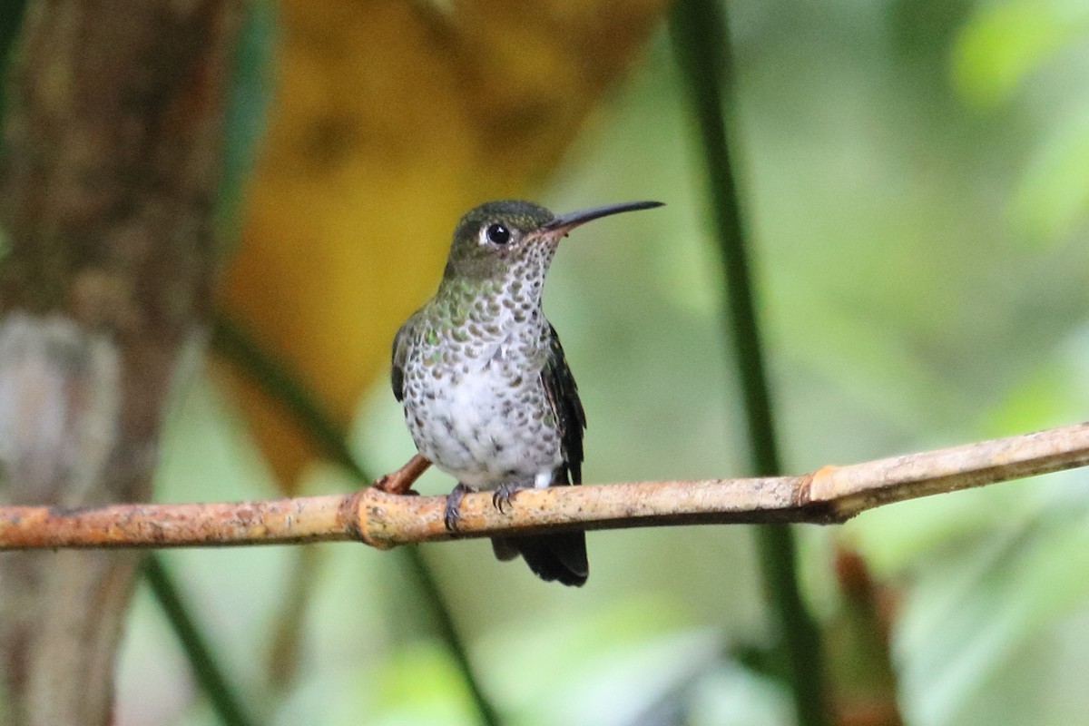 Many-spotted Hummingbird - Alta Tanner