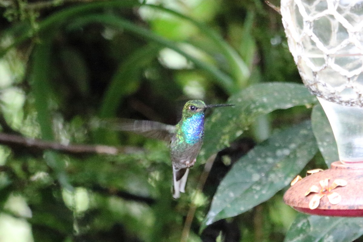 Colibrí de Bouguer Oriental - ML138523521