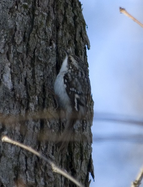 Brown Creeper - ML138523971