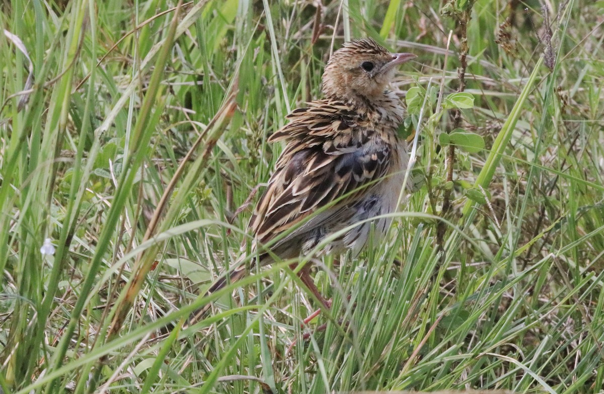 Yellow-throated Longclaw - ML138524081