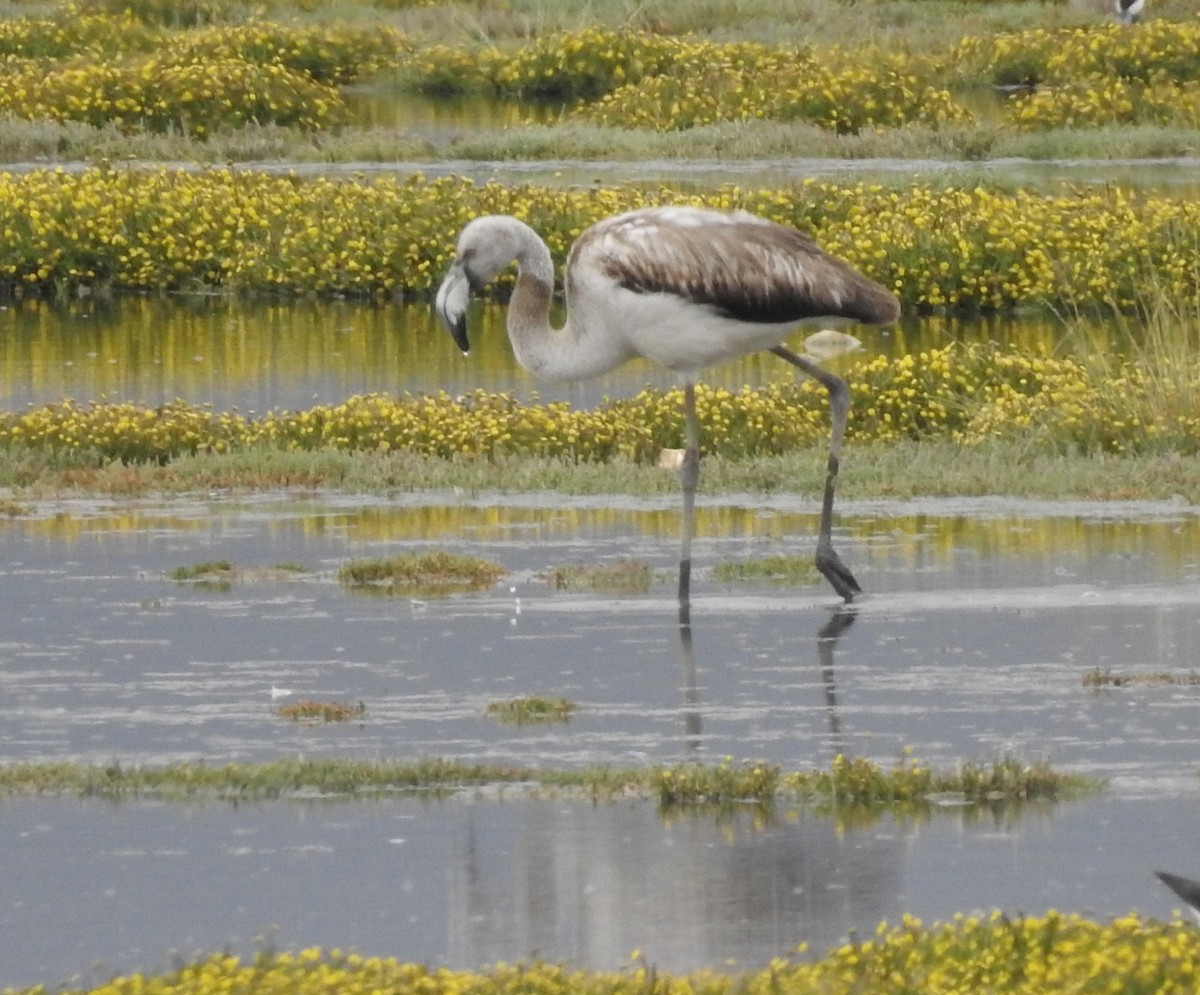 Flamant du Chili - ML138524091