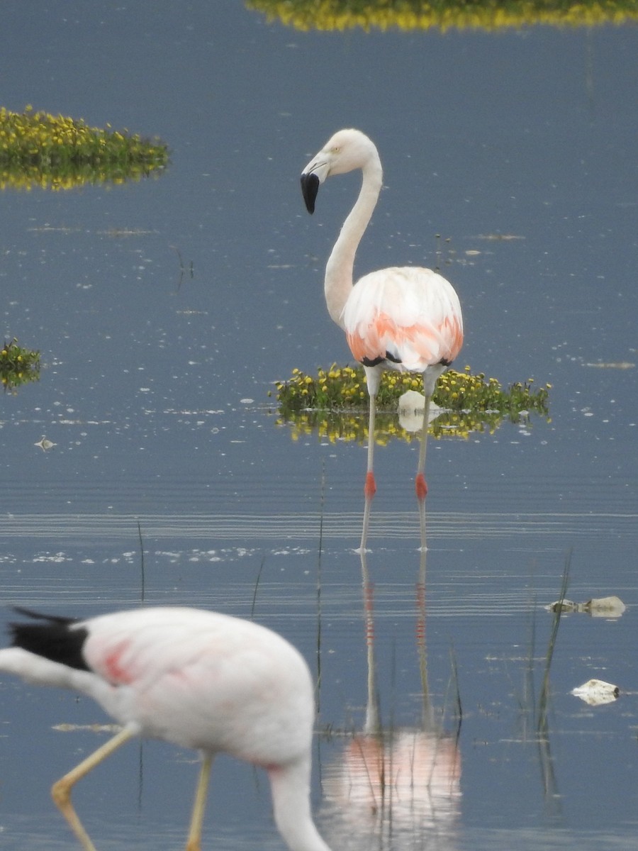 Flamant du Chili - ML138524111