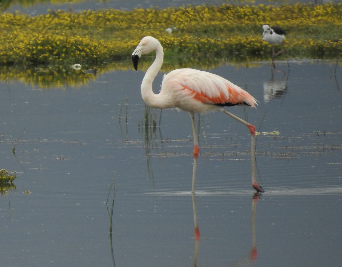 Flamant du Chili - ML138524131