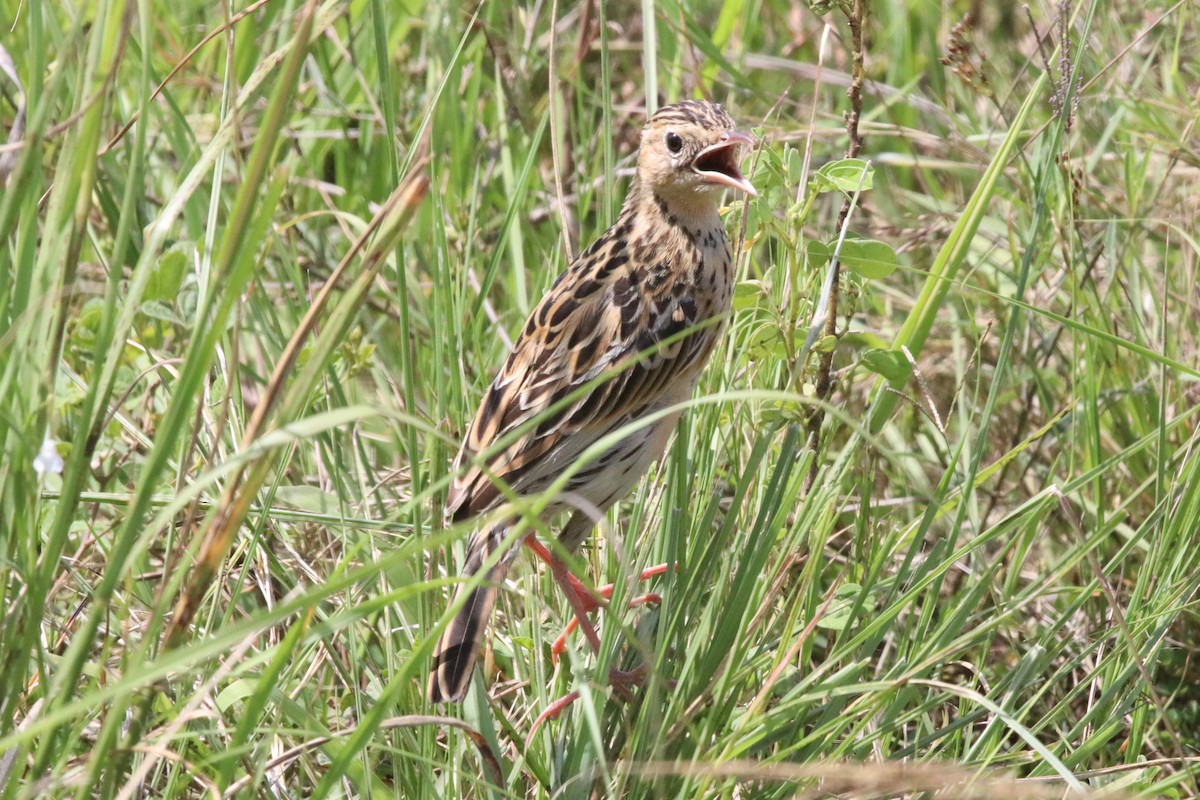 Yellow-throated Longclaw - ML138524151