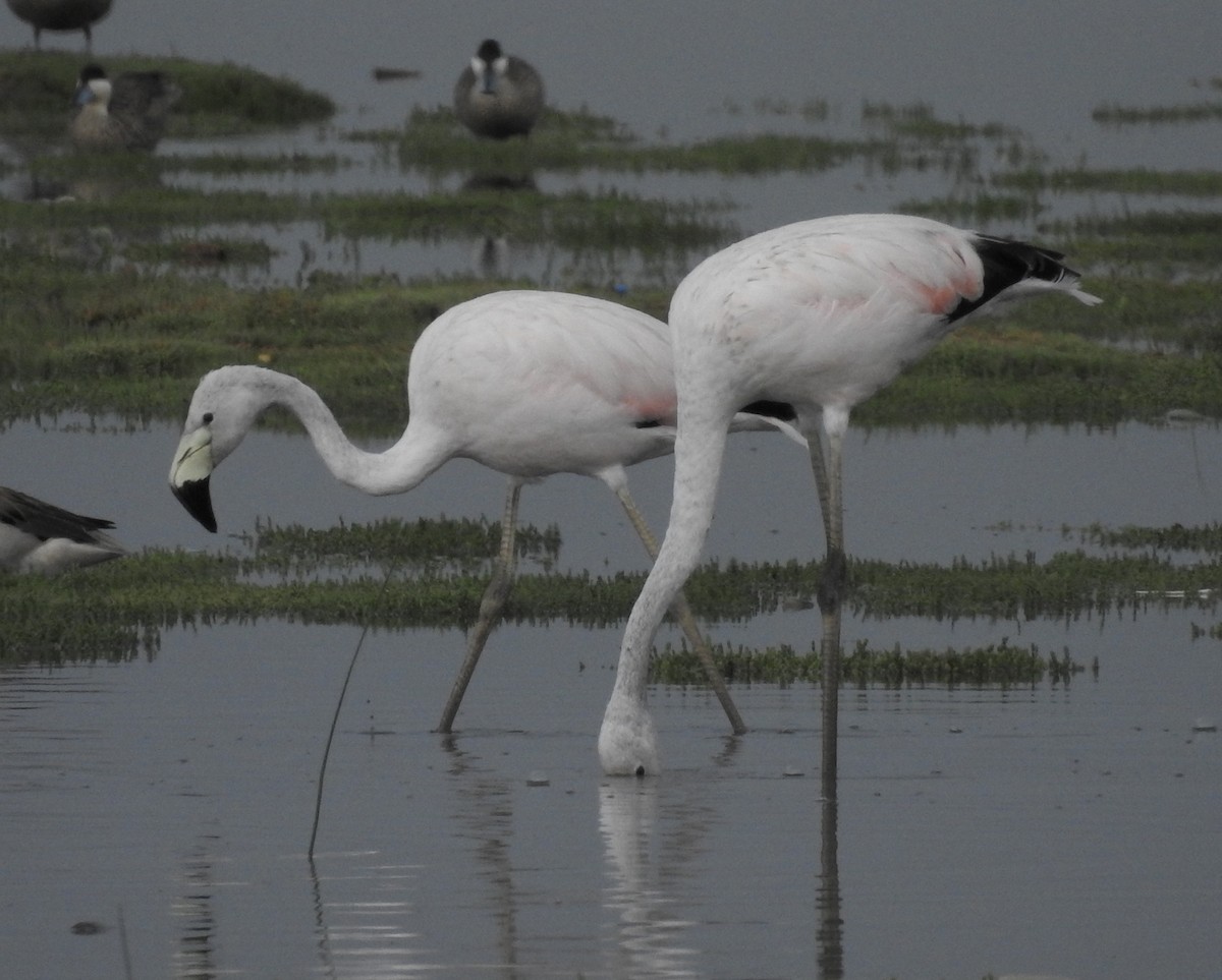 Andean Flamingo - ML138524291