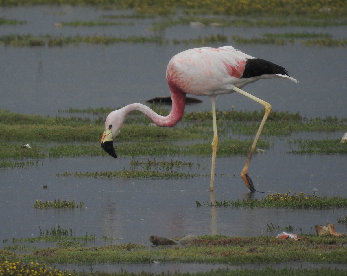 Flamant des Andes - ML138524311