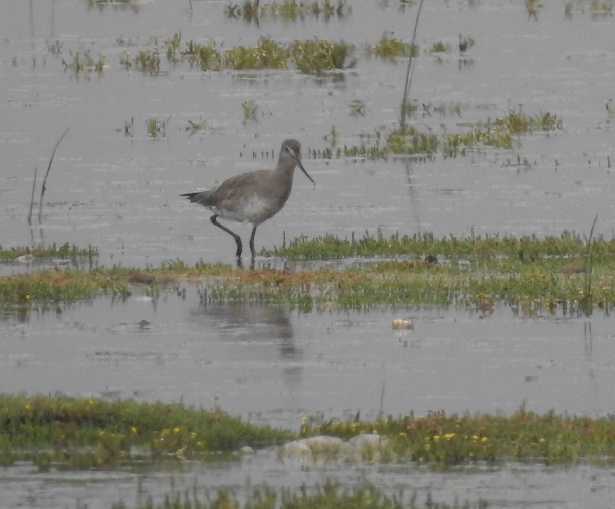 Hudsonian Godwit - ML138524361