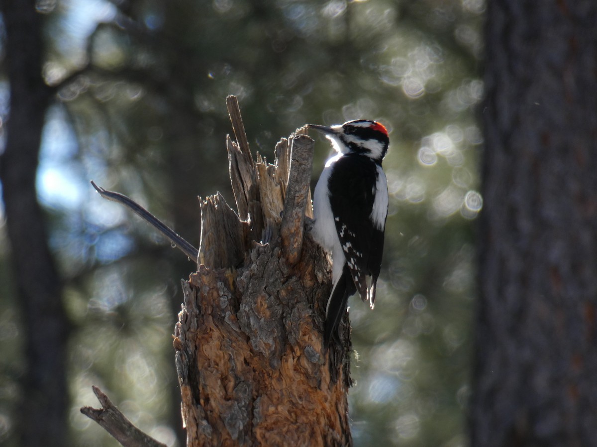 Hairy Woodpecker - ML138524411