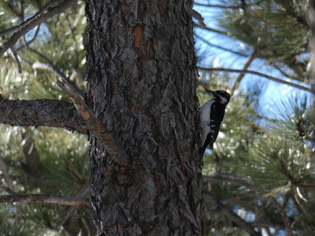 Hairy Woodpecker - ML138524421
