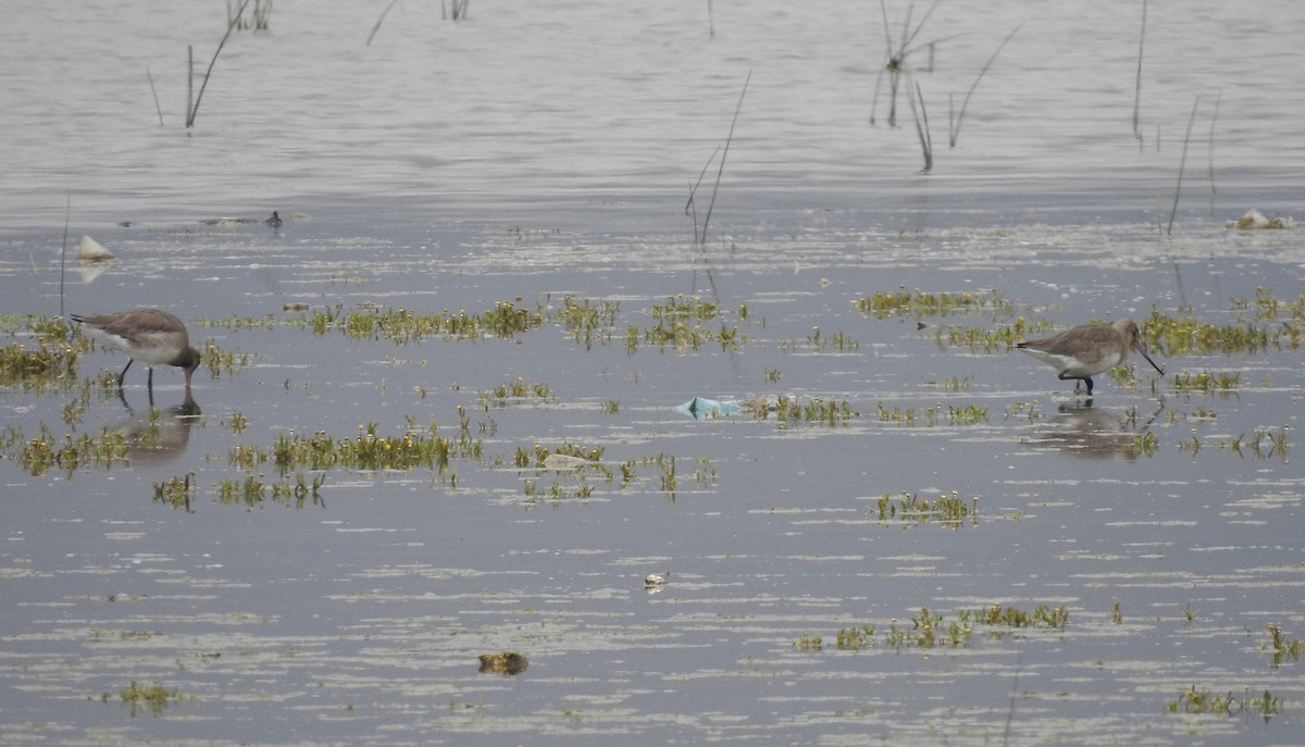 Hudsonian Godwit - ML138524641