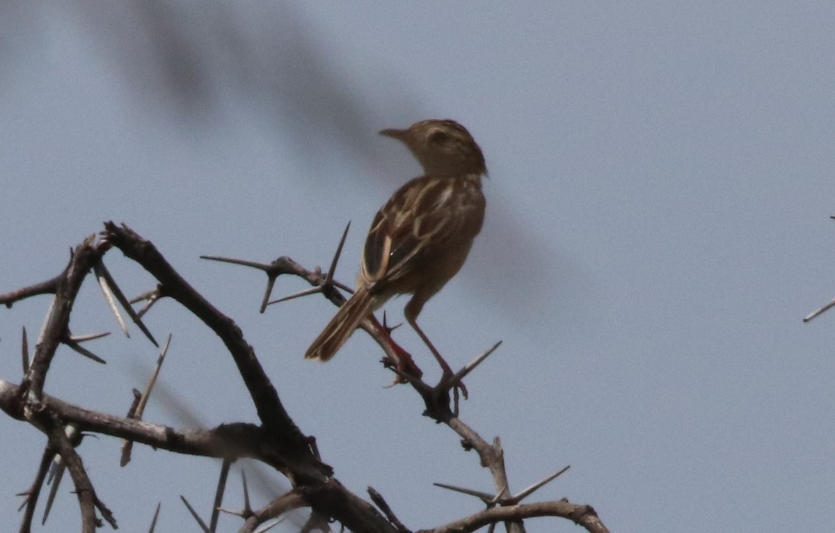 Black-backed Cisticola - ML138528341