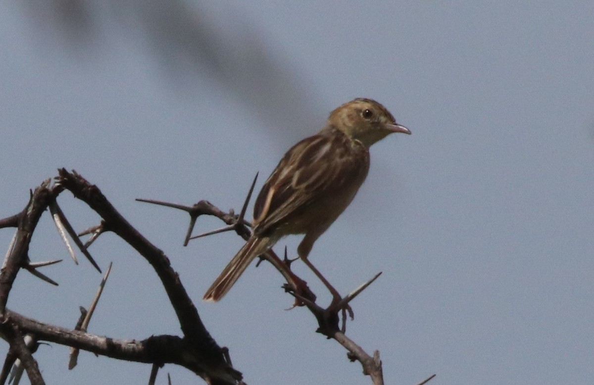 Black-backed Cisticola - ML138528381