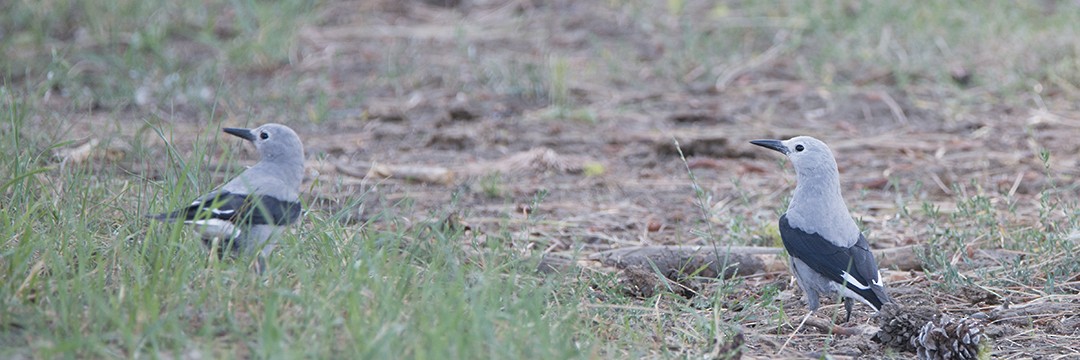 Clark's Nutcracker - Loree Johnson