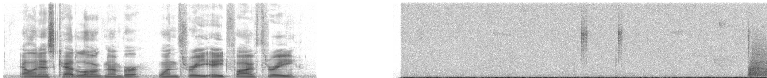 Колібрі плямистоволий (підвид inornata) - ML13853