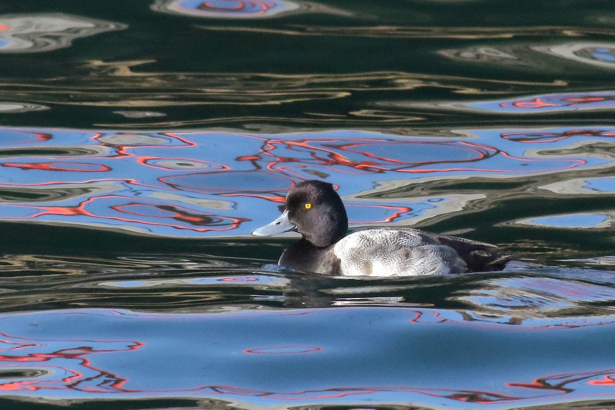 Lesser Scaup - ML138530491