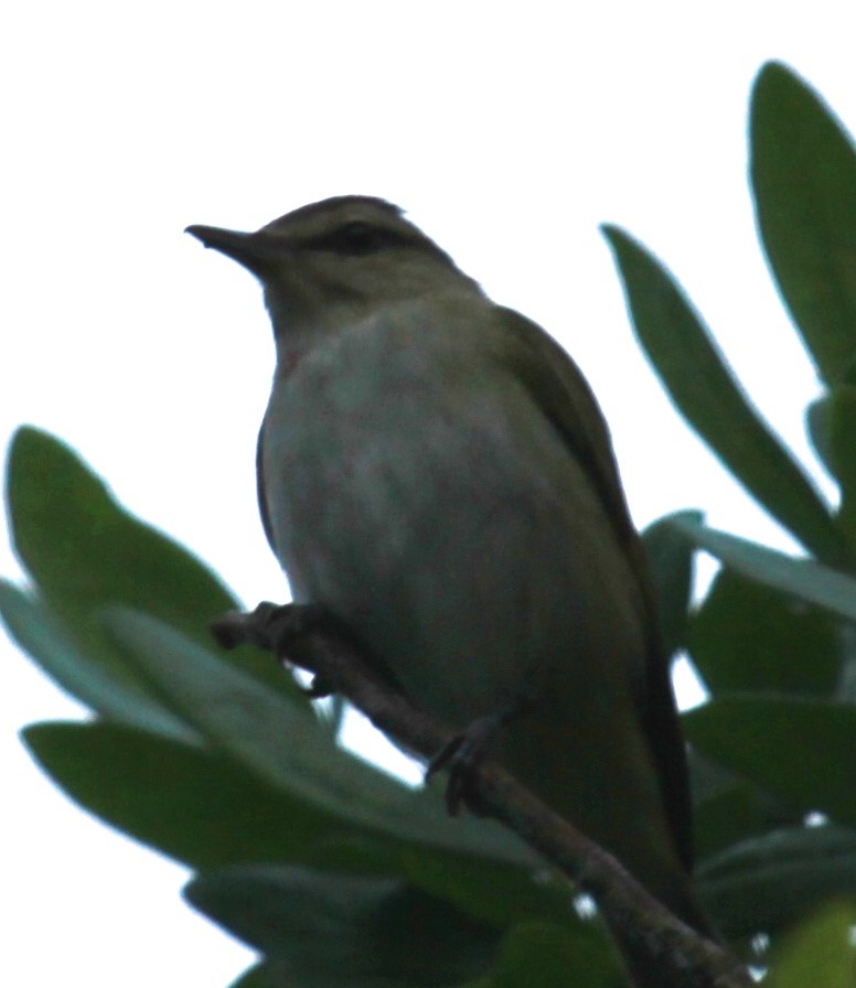 Black-whiskered Vireo - ML138531631