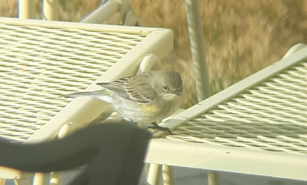 Yellow-rumped Warbler (Audubon's) - Lauren Brock