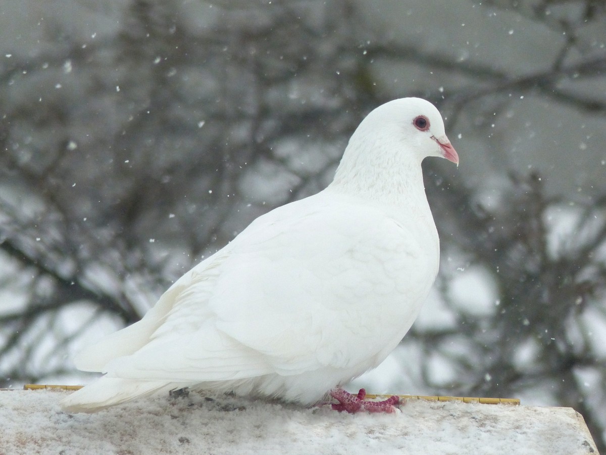 Rock Pigeon (Feral Pigeon) - Geneviève Raboin