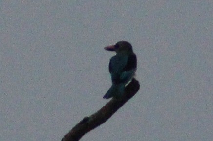 kingfisher sp. - ML138534241