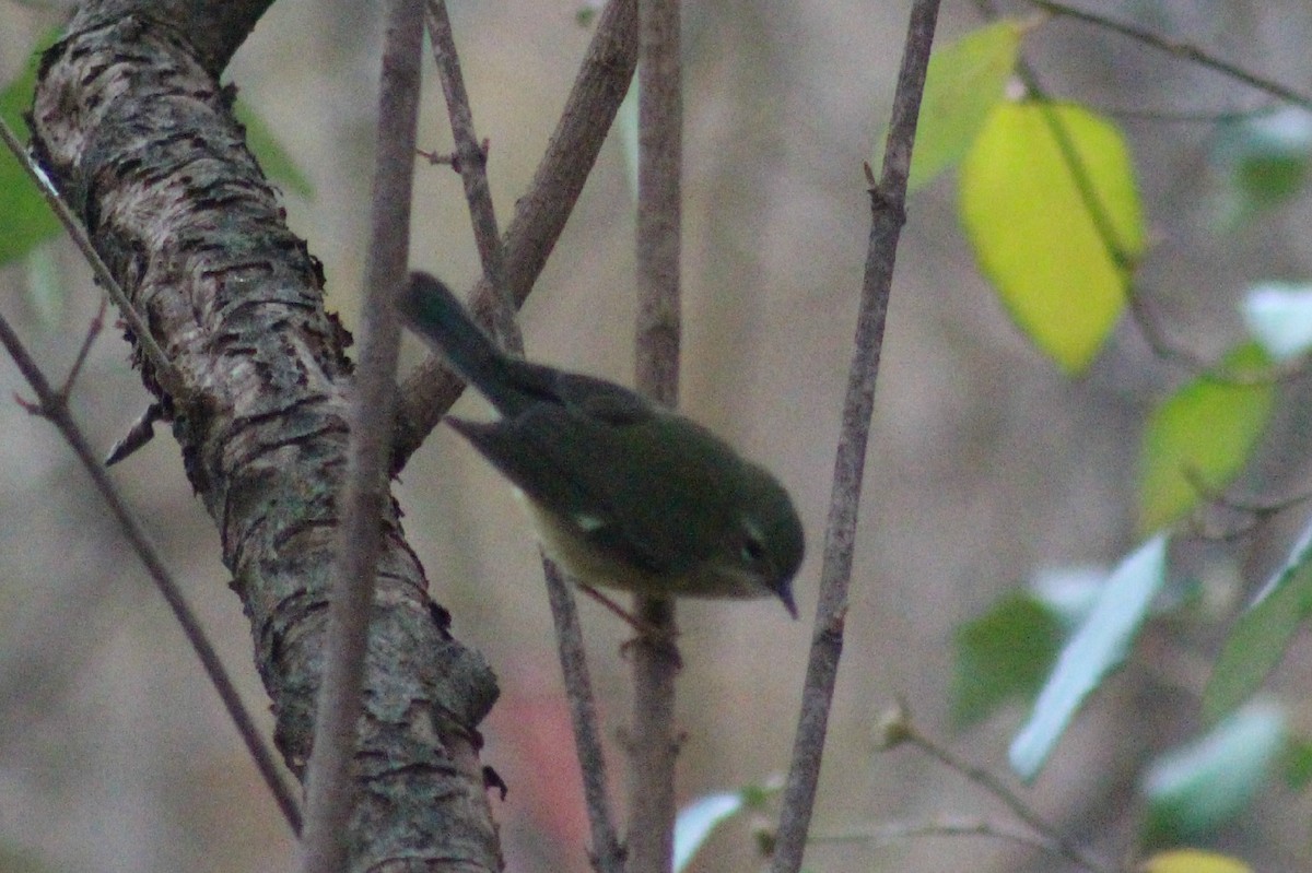 Black-throated Blue Warbler - ML138534461